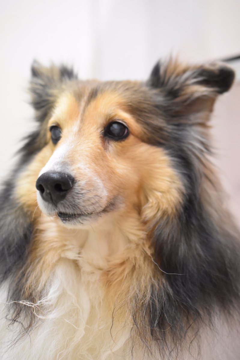 ランママ シェルティの日 おめでとう 一番可愛いのは やっぱりシェルティでランなのだ Happy Sheltie Day We Are Celebrating International Sheltie Day シェルティの日 Internationalsheltieday T Co 7azufgzunf