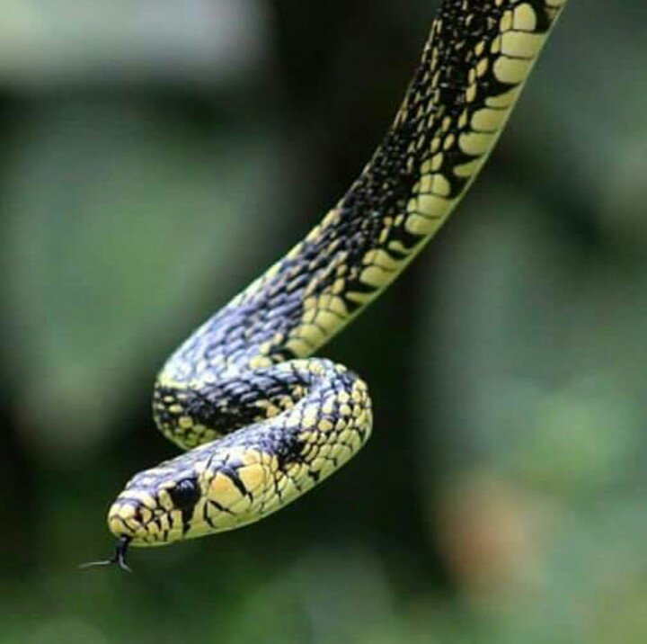 palancoatl's tweet photo. Spilotes pullatus
Suchil, Voladora, Tiger Tree Snake
Fotografía: Roberto Mora Gallardo
Longitud de 2 metros o más. No presenta veneno. Color amarillo con manchas negras. Arborícola. Diurna. Se encuentra desde México hasta Argentina.
#Spilotes
#Spilotespullatus
#Palancoatl https://t.co/mEGeJbYbMg