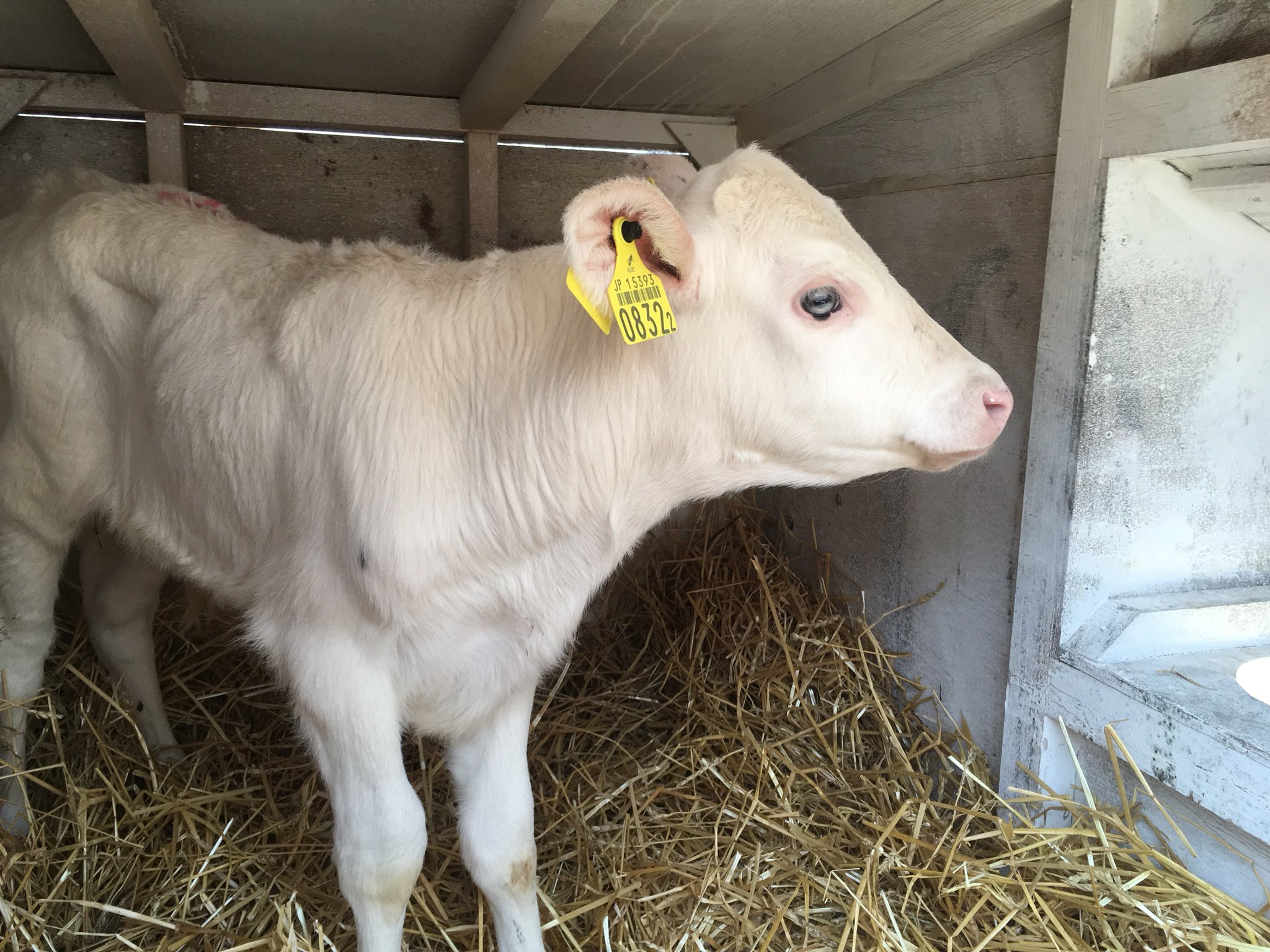 あづさ づさ シャロレー種のような子だ 目がタコ目 美女いなぁ オスだけど 私が市場で買ったのだ これから大事に育てて頂こうじゃないか 育てるのはヤス ヤス 牛 ホルスタイン ホル雄