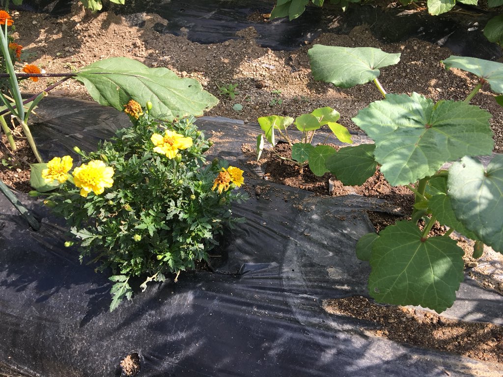 ট ইট র コジコジ らくらく家庭菜園 コンパニオンプランツのナスタチウムをポットから畑へ移植しました ナスはもちろん ピーマン キュウリなどにも効果的で 蔓が伸びて根元を日陰にしてくれます 夏はマルチの地温上昇を適度に抑えてくれます 家庭菜園