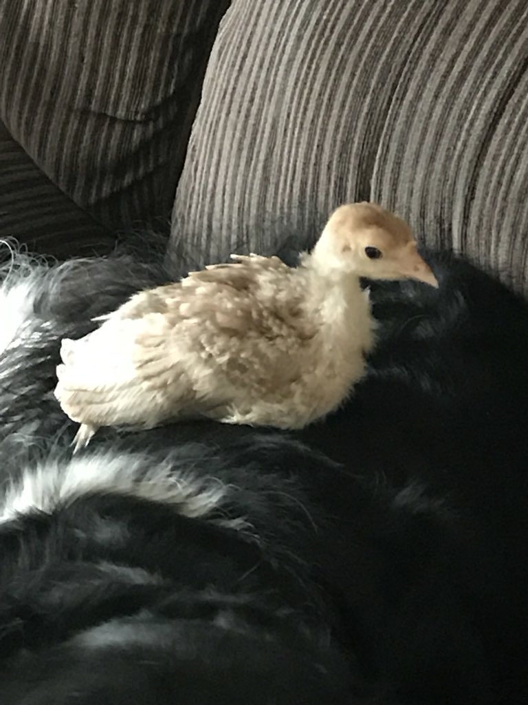 Cherokee_Flats's tweet photo. We have turkeys!!!!!!! https://t.co/OGEqhJTkJU