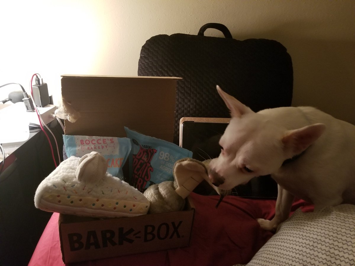 janequemw's tweet photo. Thanks for the birthday box!  💜💜 #barkboxday https://t.co/EbbNOWawus