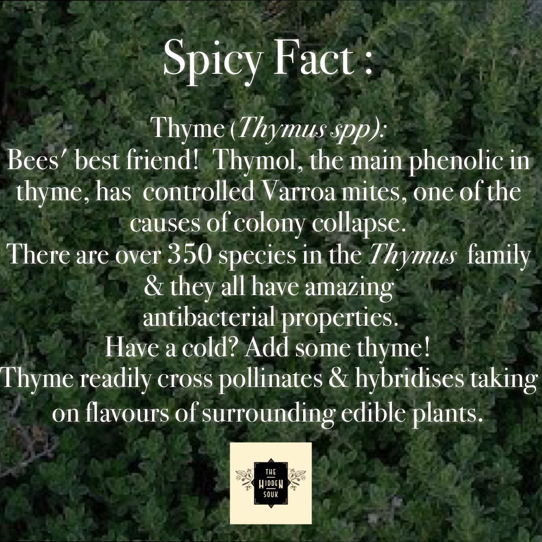 Thehiddensouk's tweet photo. The Spicer brings you some facts from the herb patch featuring the gloriously aromatic Thyme! #thatspicer #herbs #herb #spices #spice #bees #honey #gardening https://t.co/S57IaEGsR4
