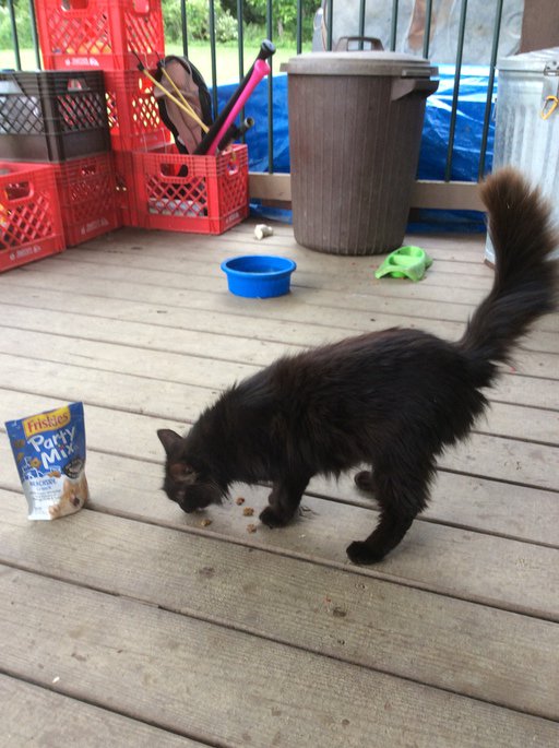 MarketingPom's tweet photo. Just treated my pet thanks to the #KrogerCo! #ForYourPets #MyMagazineSharing #FreeSamp https://t.co/Ixtb7cVHnv https://t.co/eaui9xkBnz