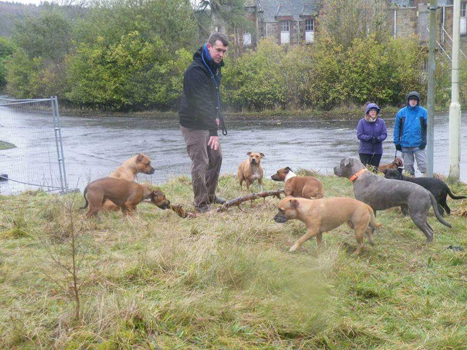 bepackleader's tweet image. My pack now the reality is can you tell or guess which dogs are ex dog fighters and ex abuse cases and just pups brought up right?????

Nope live in the moment 

True balance