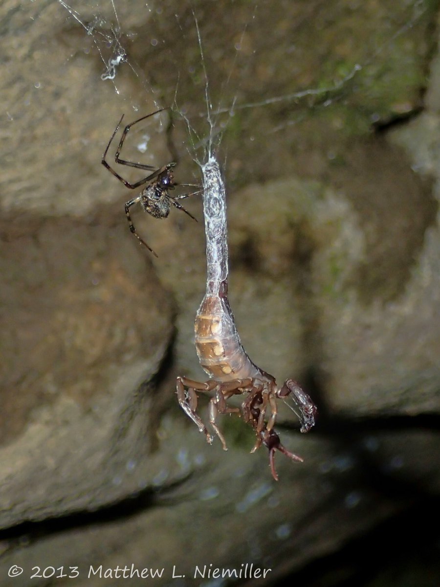 A Cave Orbweaver (Meta ovalis) working to capture a Southern Devil Scorpion (Vaejovis carolinianus) near the entrance to a cave in Putnam County, Tennessee back in 2013. #spider #dinner