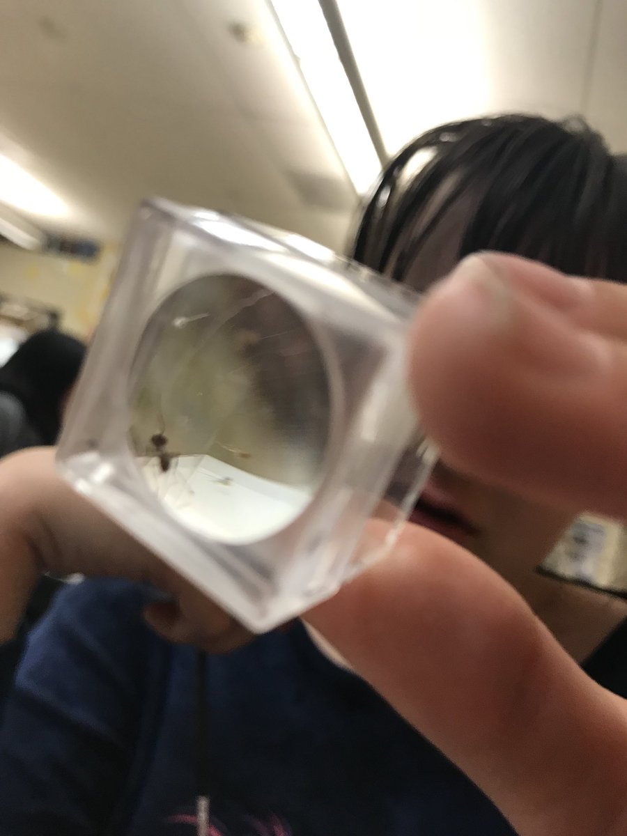 stupitheadd's tweet image. we love #antweek !!! #pheidole #formica @kporterEHS