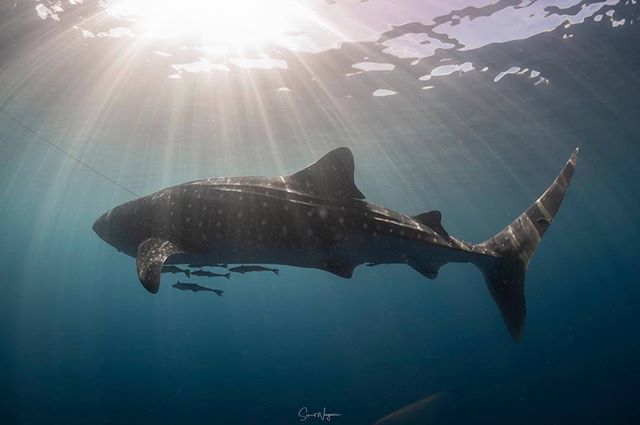 SaksitWongwasin's tweet photo. TGIF
Ty Photography Facebook Page: https://t.co/9DfpTHzfCb #PanuneeYacht #Cenderawasih #Nabire #Wonderfulindonesia #WhaleShark #Bagan #SSMP #SeaStudio #Underwater #ScubaDiving
#Prodiveimaging #XAdventurer #XAdventurerM6000 #UWVideoLight
Prodiv… https://t.co/a6kcQtnT7Q
