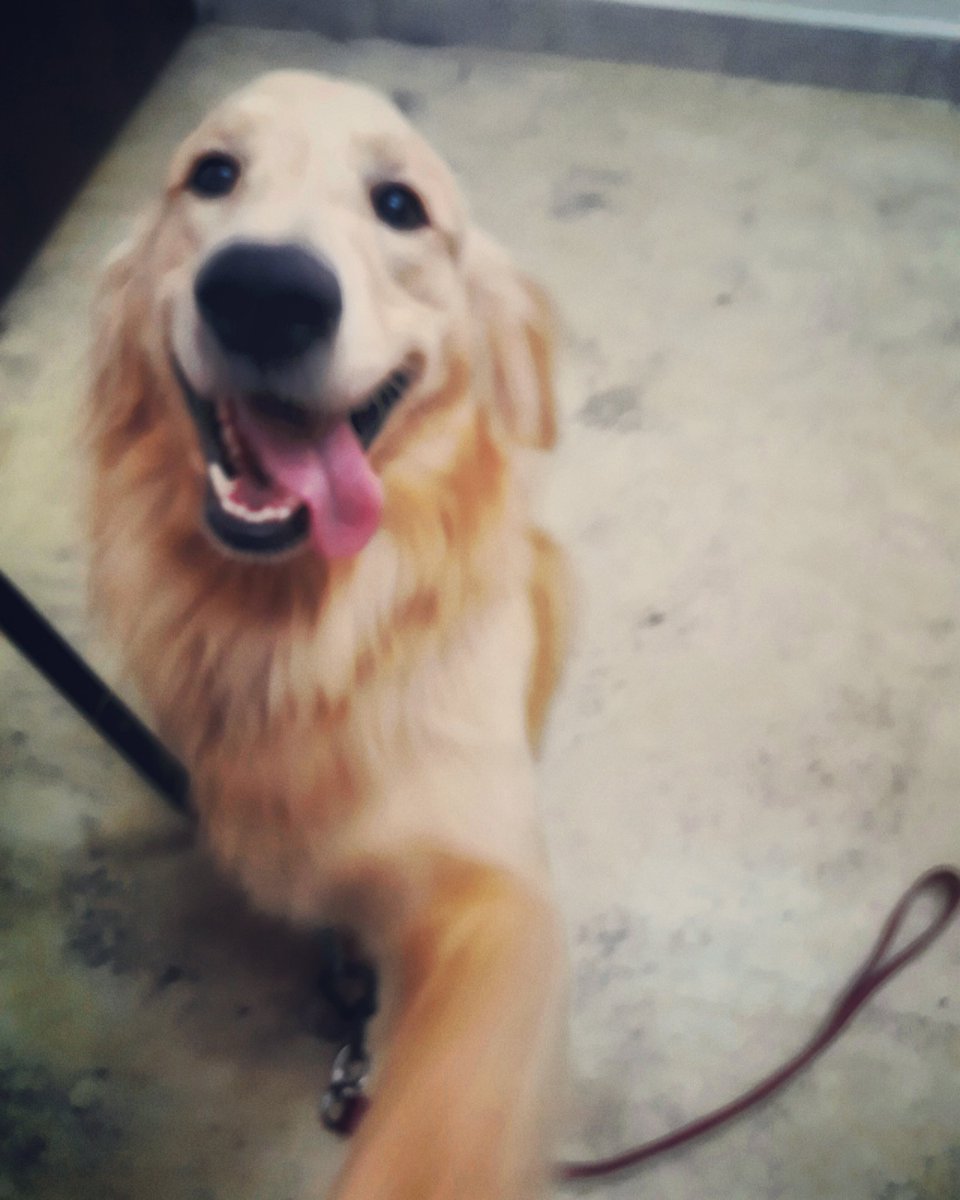 VetLosChorros's tweet photo. "Marcelo" en consulta por presentar una alergia, tiene una infección en la piel por estafilococos. Inicio su tratamiento pronto estará mejor. Es muy amigable y cariñoso 😍🐕 #vetloschorros #goldenretriever #estafilococos https://t.co/S3brmmV8tM