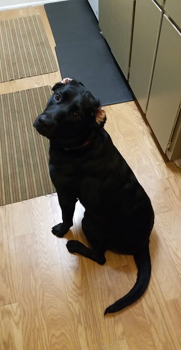 Emily_Coe3's tweet photo. @Bahamutgaming @ArgyHotS Sparky wants some hellos too https://t.co/BOkKkPzoW1