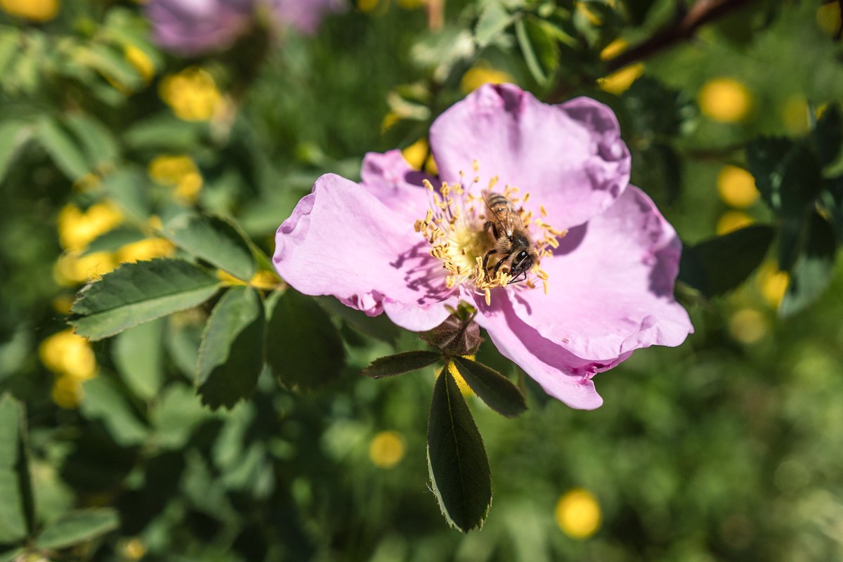 In addition to its natural luxurious fragrance and that it provides a source of #nectar for #bees, #rosehips also has medicinal properties. We use rose hip oil in our #Eczacalm and #HerbalHeal, which is used to help with scars and fine line wrinkles. #savethebees #feedthebees