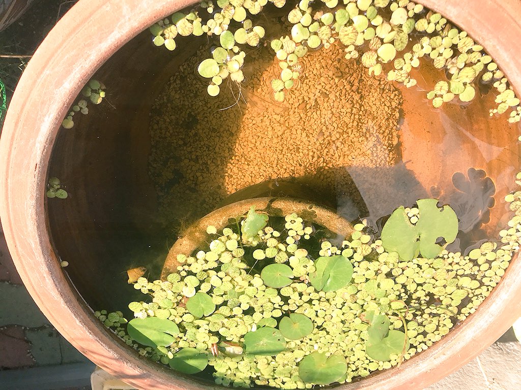 メダカ日記 Twitter Search Twitter