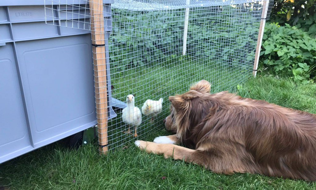 'Geen adoptie voor Doehetzelfkippen, maar respectvolle slacht' artikel op foodlog.nl/artikel/help-d… 
<a href="/foodlog_nl/">foodlog.nl</a> <a href="/FemkeMerel/">Femke Merel van Kooten</a> @foodupbrabant