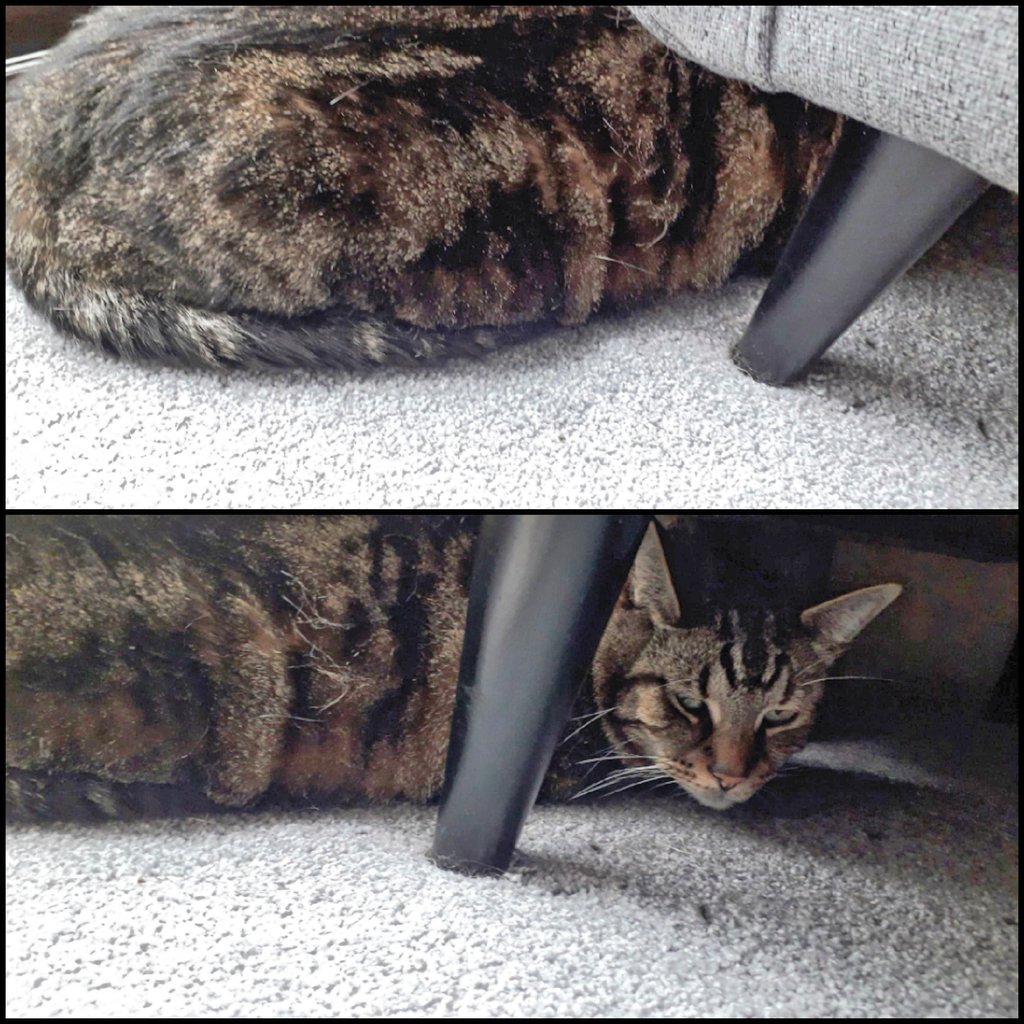rubyrache's tweet photo. Olly's new 'hiding' place. 😸🐱😸 #catshiding #cats #hidingplace https://t.co/QdrLbNShkX