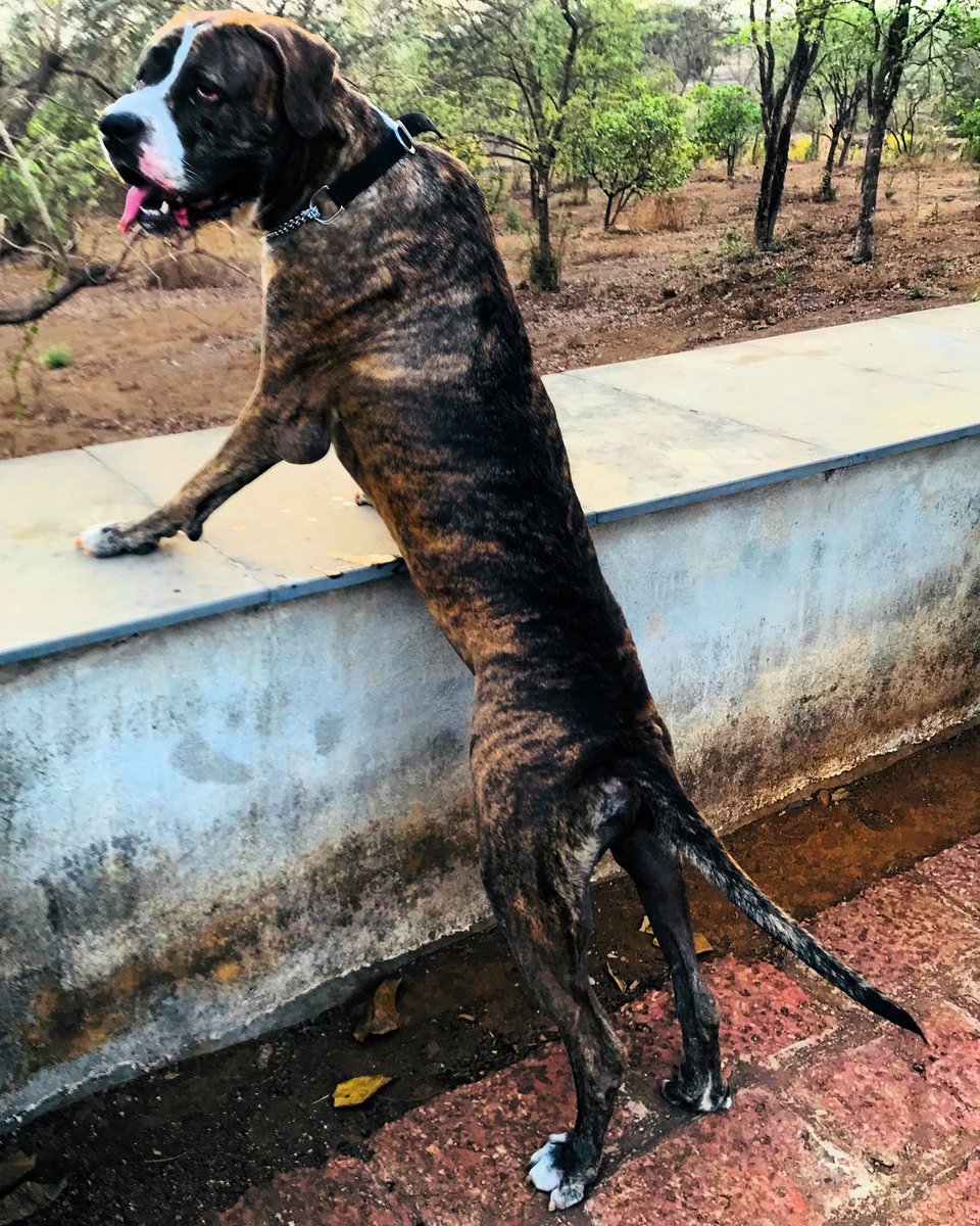 #standingguard #bullykutta