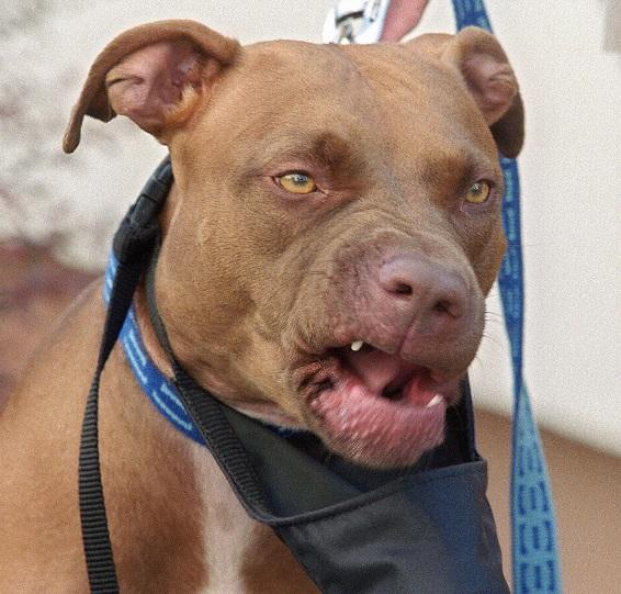 Американский пит стафф терьер. Амстафф некупированный. Американский пит стафф терьер. Американский питбультерьер. Американский пидбультерье.