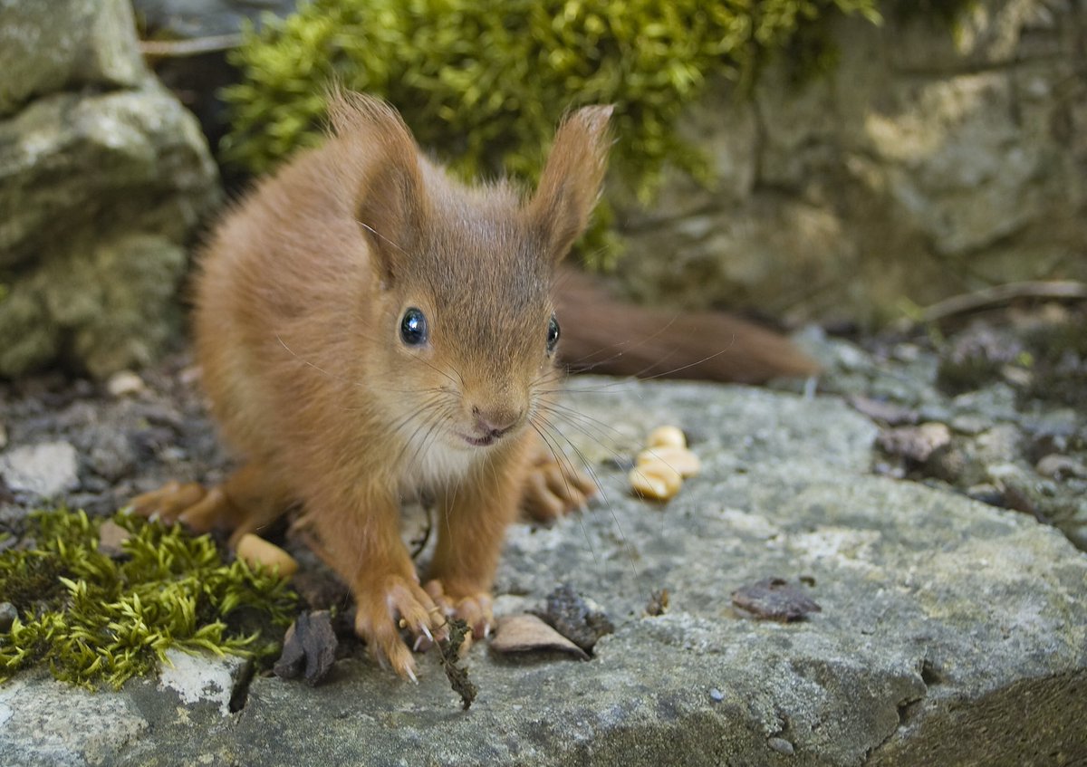 emergencySqrrls's tweet photo. What’s your best kept secret?❣️🐿 *I’m all ears!*
https://t.co/QXoyAdFyLD https://t.co/NhWznBIGPT