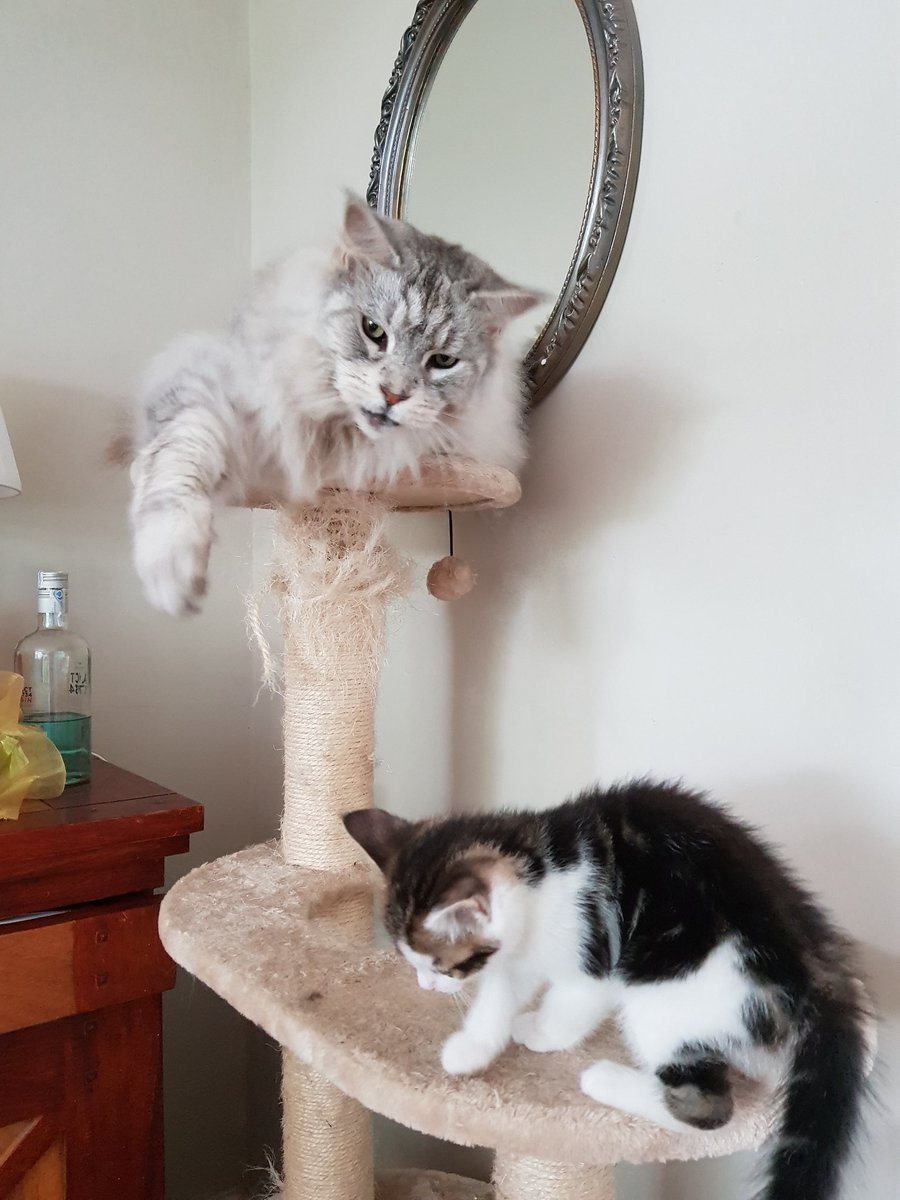 DealerCat's tweet photo. Kids are a pain in the arse. All I want to do is sit up here and watch the telly.... but no... https://t.co/48hSn0aJY3