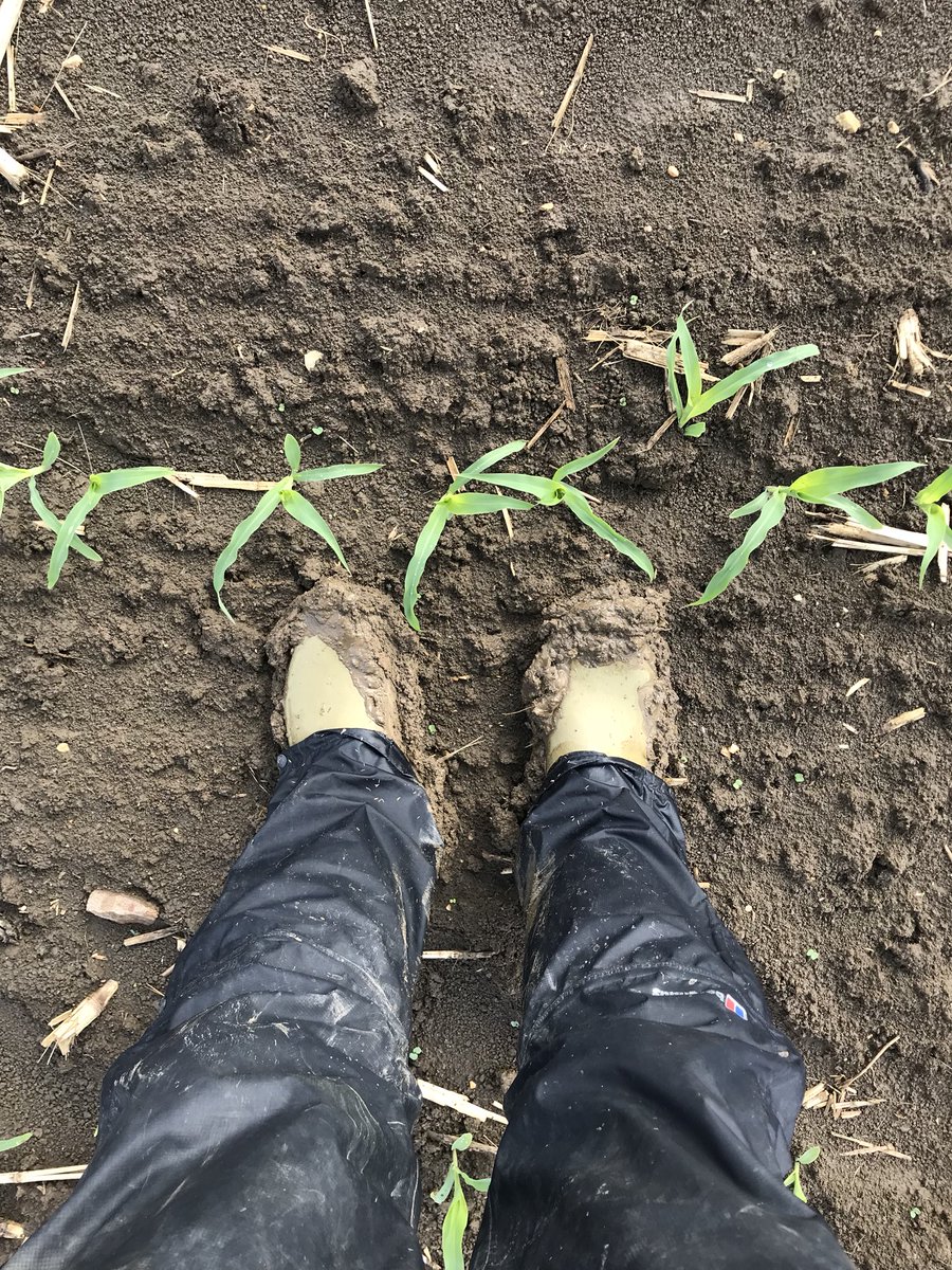 gaff1wiz's tweet image. Back on with the waterproofs 🙁#tohot