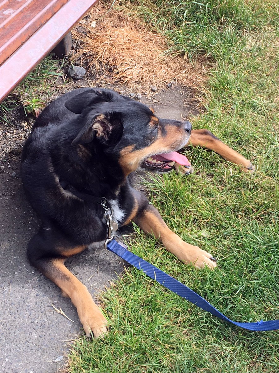 SintonsLaw's tweet photo. Great day yesterday @WoofyBrysons helping with the pets #CSR #Brysons #AnimalShelter #NCHPS https://t.co/WTFchclkqm