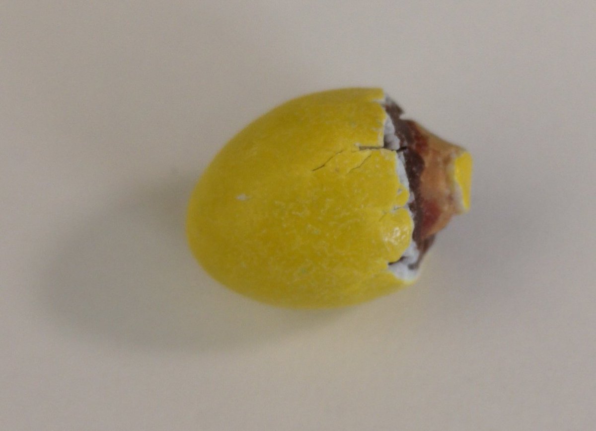 AndrewShawyer's tweet photo. @mmschocolate I've just found an M&amp;M just like the packaging! 😋 https://t.co/HlRYMNuHZD