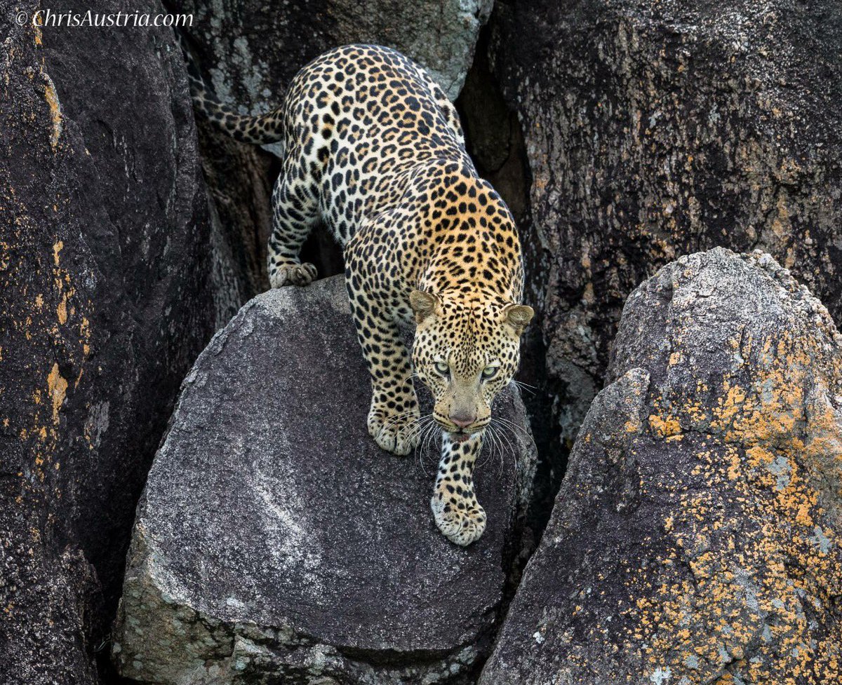 Epic day today #Kidepo Valley, #Uganda 🇺🇬 #Africa observing a male #leopard 🐆He looked right through me with a piercing gaze that I will never forget. #Karamoja #VisitUganda #TravelUganda #ChrisAustriaSafaris