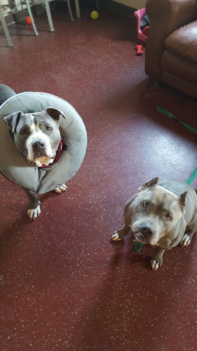 Sekenz's tweet photo. No matter the day you think you've had...when you see these faces it can only get better! #donutface @4luvofdogrescue https://t.co/oWAYCnVDpW