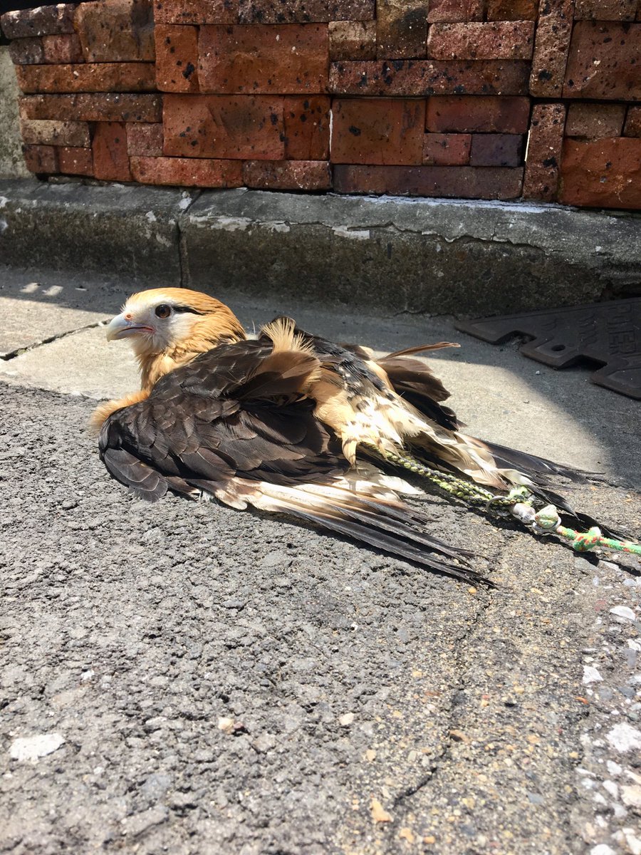 鳥のいるカフェ谷中本店 V Twitter キバラカラカラの日光浴 天日干し 鳥のいるカフェ カラカラ