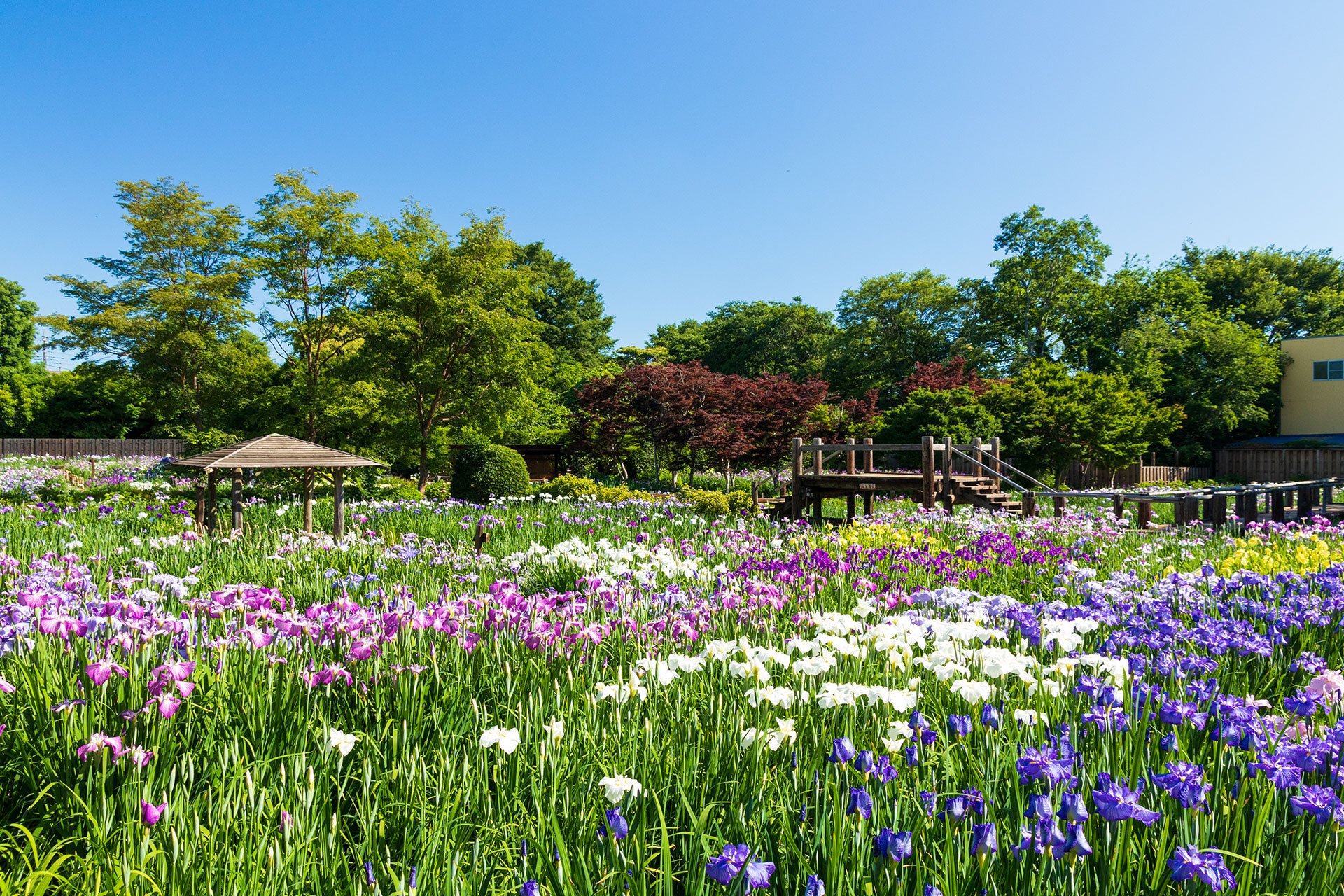 ヤマトナデシコツアー 日本の工芸品 さいたま市見沼区の染谷花しょうぶ園 6月1日の写真です 菖蒲の花が見頃を迎えていますよ 紫陽花も咲き始めていました 菖蒲 花の写真 染谷花しょうぶ園 さいたま市 T Co 1wgvtqxgtr Twitter