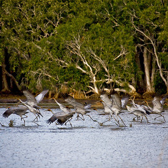 QldEnvironment's tweet photo. Have your say on the development of Queensland’s Biodiversity and Ecosystems Climate Adaptation Plan.  Visit https://t.co/4fxp2oFjhP to read the discussion paper and respond to the survey before Friday 15 June. https://t.co/kXOK6kNqIu