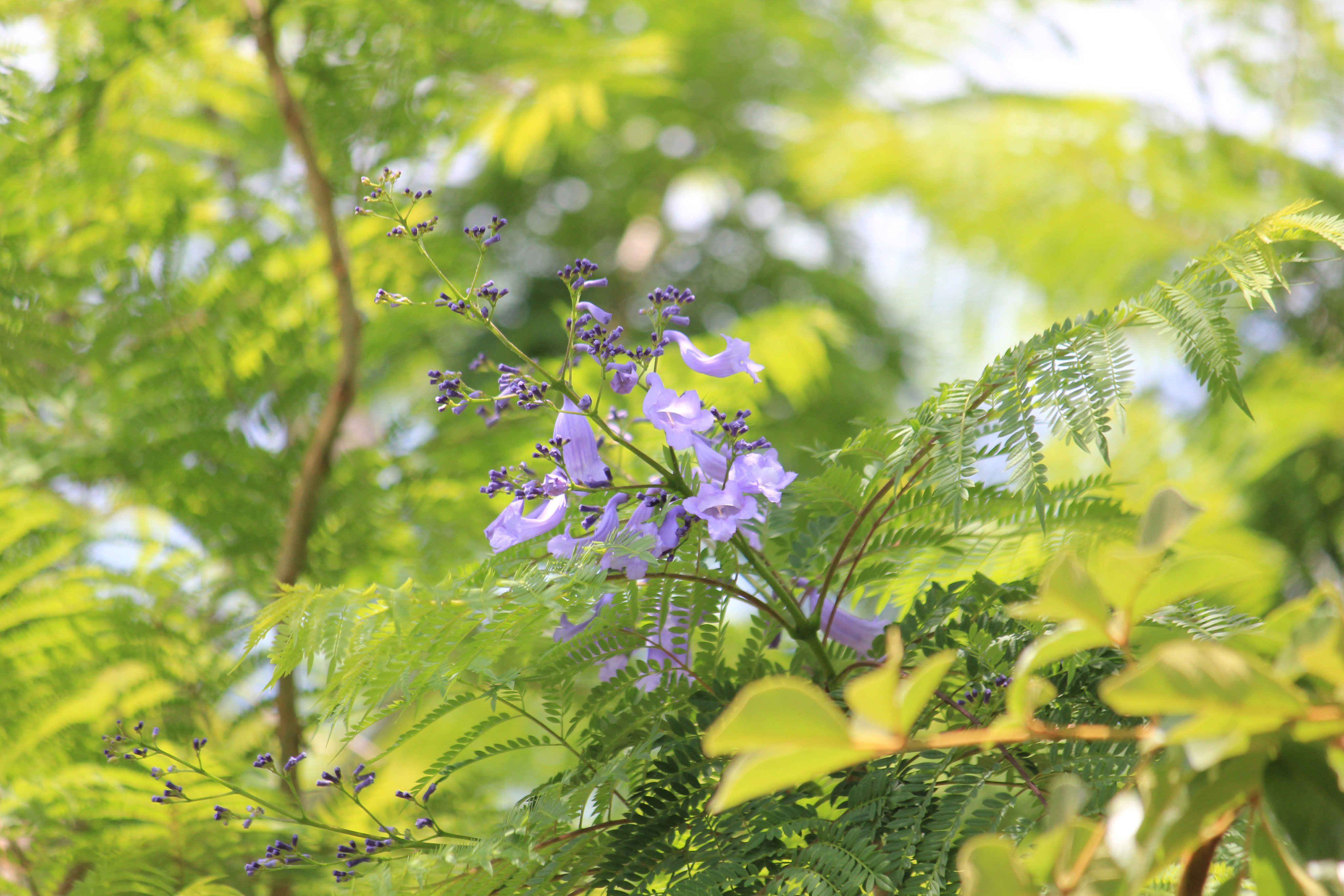 咲くやこの花館 En Twitter 只今 熱帯花木室の外にて 南米原産の大人気花木 ジャカランダ ミモシフォリア が開花し始めました 神秘的な青紫色で 名誉 栄光 という花言葉をもっています 少し見えにくい位置に咲いていますが 探してみてくださいね 咲くや