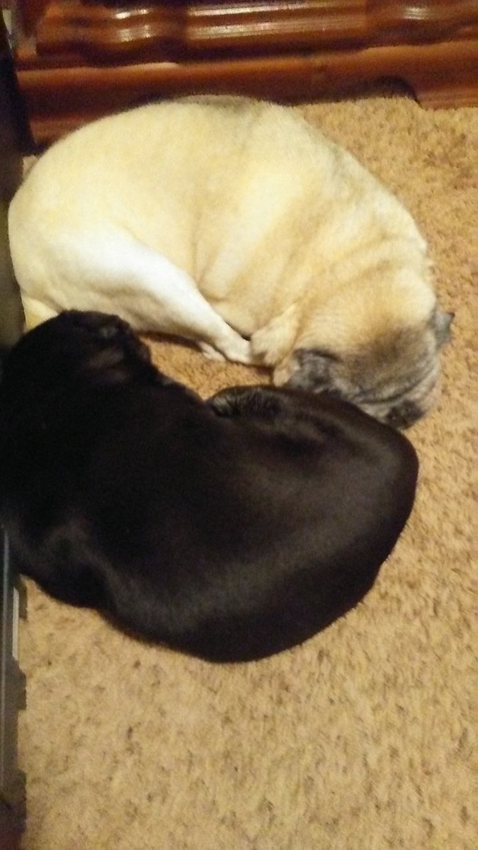 PugMonday's tweet photo. Winston and Pebbles . . . yin and yang? lol https://t.co/uJEVYIIOs5