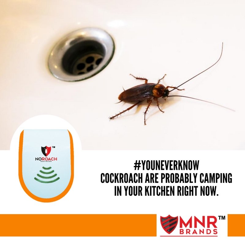 MNRbrands's tweet photo. Get NoRoach and get rid of them easily! Visit https://t.co/yJyh44cgXv to shop now!
#YouNeverKnow #NoRoach #Cockroaches https://t.co/VQPjw9B8RR