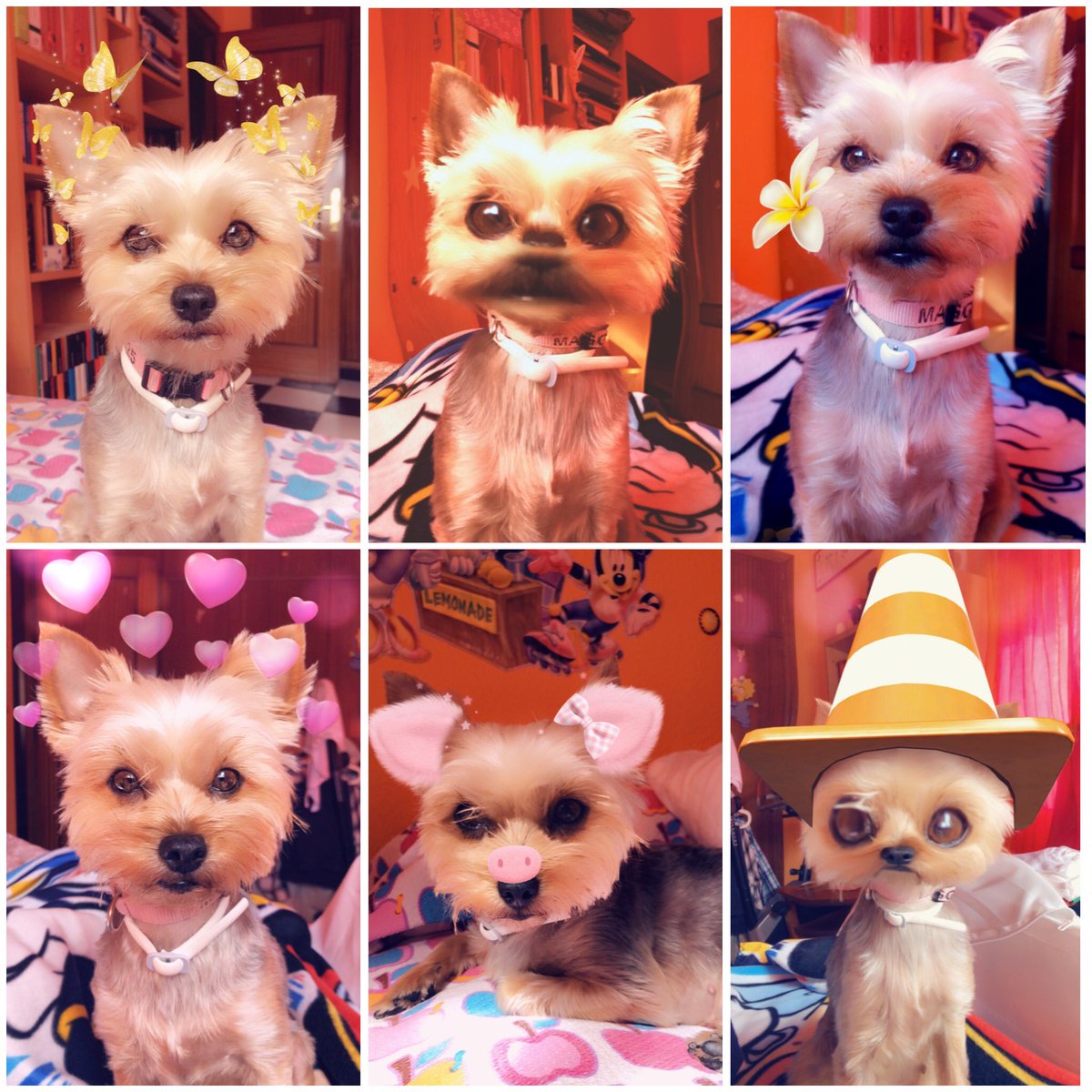 Ichiky27's tweet photo. ¡Buenos días maxdrugadores! Para mí la leche es mi perrita Maggie. Es tan buena que me deja hacerle todas estas fotos con Snapchat. ¡¡Feliz San Viernes!! #MuchoMaxLoDaTodo https://t.co/mQNnuQQhni