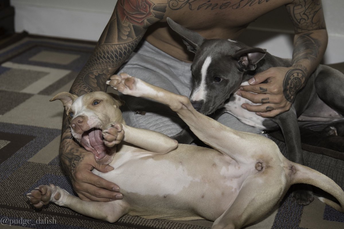 This ones for your Stella girl 🐶💔