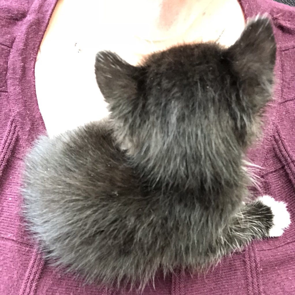 janelles_story's tweet photo. #ChestCat #JiminiePabo https://t.co/UccPTYOVzP