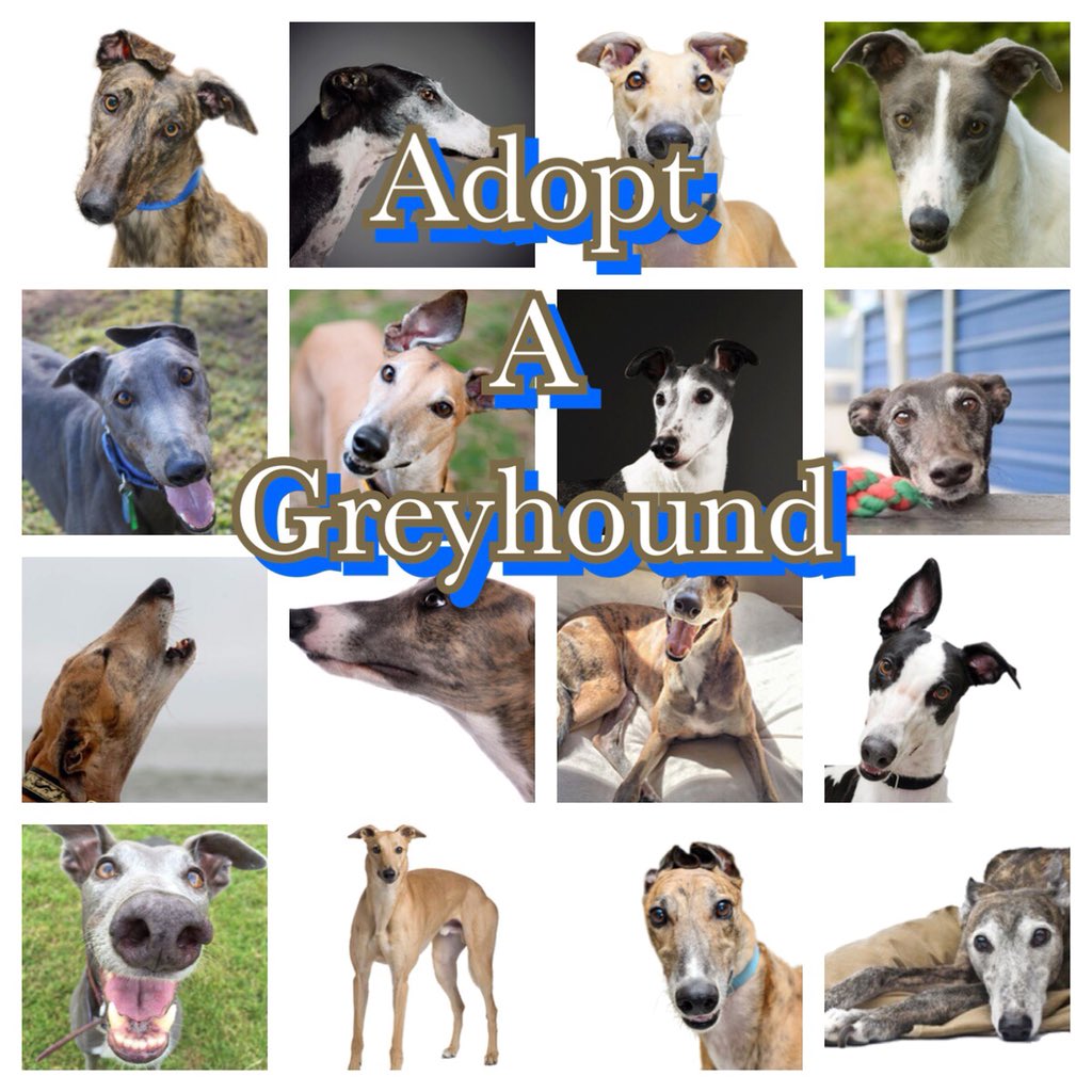 #AdoptAGreyhound