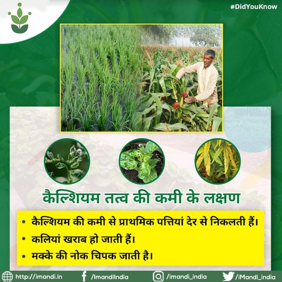 iMandi_india's tweet photo. अधिक उत्पादन के लिए पोषक तत्वों की कमी को पहचान कर उन्हें सही करना प्रत्येक किसान का कर्तव्य होता है। जानिए कैल्शियम तत्व की कमी के लक्षण ! #IFFCO #iMandi #iMandiapp #Farmers #Didyouknow #DYK https://t.co/2hkj5vCX2B