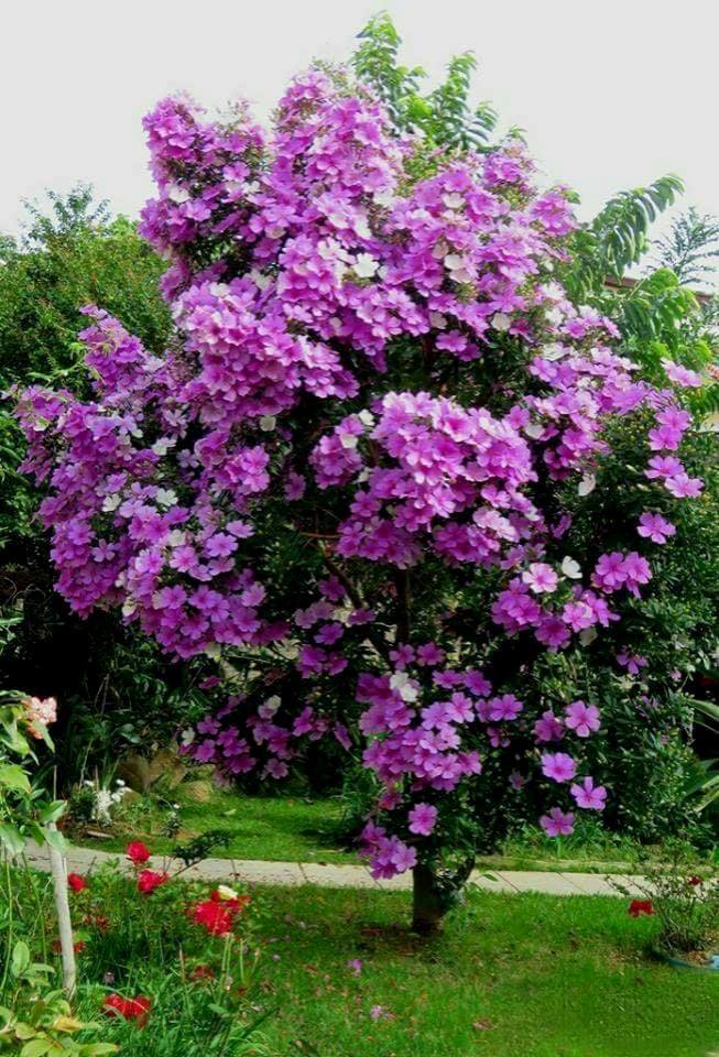 2020 Benvenuto Giugno Immagini Da Condividere Gratis Buongiornocolcuore