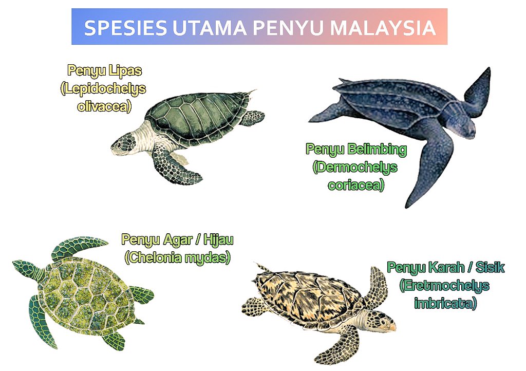Penyu malaysia spesies di HOBO Data