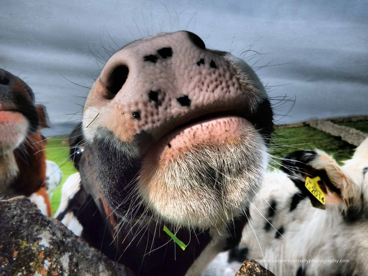 ContactSuzanne's tweet photo. #WorldMilkDay today, yay! Our beautiful bovines are awesome! 💙 Have a fabulous Friday! @VisitEden @FarmingUK @dairy_farmers @FarmersGuardian https://t.co/NWDW0BNtI7