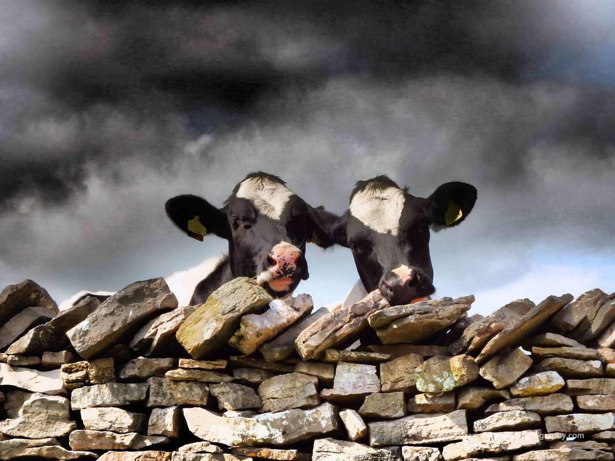 ContactSuzanne's tweet photo. #WorldMilkDay today, yay! Our beautiful bovines are awesome! 💙 Have a fabulous Friday! @VisitEden @FarmingUK @dairy_farmers @FarmersGuardian https://t.co/NWDW0BNtI7