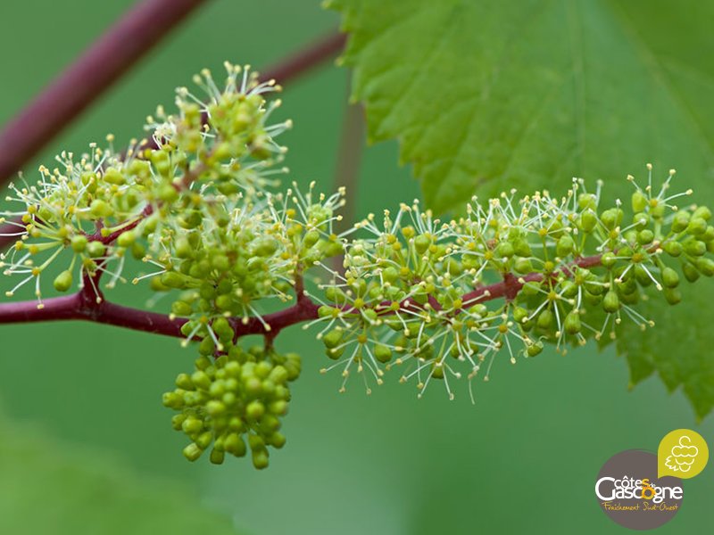 Des nouvelles de la vigne 🍃🍇?
En juin les grains de raisin se forment petit à petit dans les fleurs.  C'est la #nouaison !