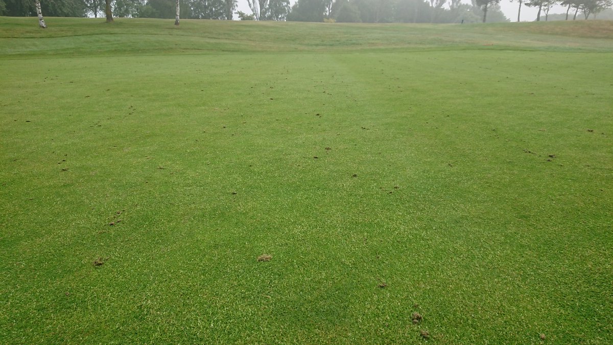 DDSmart71's tweet image. @Babertonreport Poa busting in the mist #surfacerefinement 👍🏻⛳🌫️🙏🏻☀️