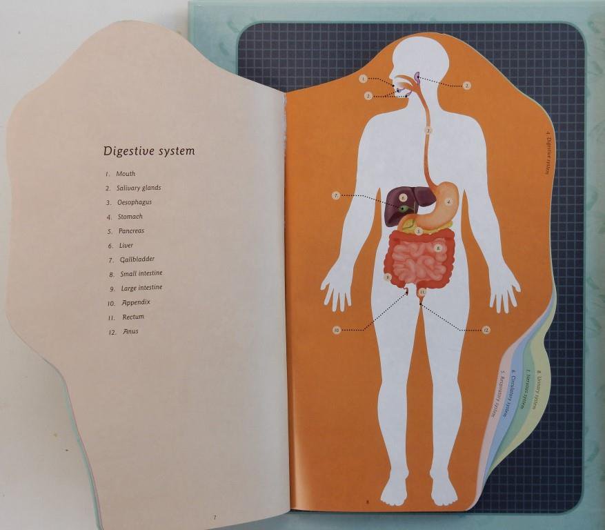 JillBennett18's tweet photo. On #RedReadingHub today the fascinating #Humanatomy:howthebodyworks by #NicolaEdwards #GeorgeErmos & @Jem_Maybank @LittleTigerUK #bookbloggers #review ๐ง ๐ง ๐ง ๐ง ๐ง https://t.co/MaJ5n09TN8 https://t.co/uVUsQxM3TX