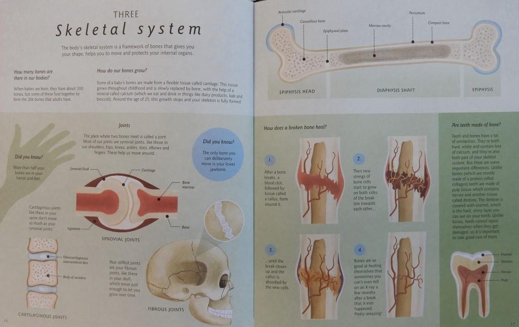JillBennett18's tweet photo. On #RedReadingHub today the fascinating #Humanatomy:howthebodyworks by #NicolaEdwards #GeorgeErmos & @Jem_Maybank @LittleTigerUK #bookbloggers #review ๐ง ๐ง ๐ง ๐ง ๐ง https://t.co/MaJ5n09TN8 https://t.co/uVUsQxM3TX