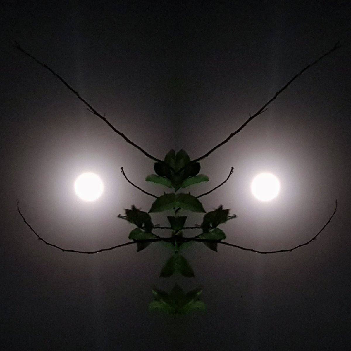 sygerian's tweet photo. Mantis
/ˈmantɪs/
a slender predatory insect with a triangular head, which waits motionless for prey with its large forelegs folded like hands in prayer.
#mantis #prayingmantis #digitalart #photoart #phoneart #handheldeasel #collage #reflection https://t.co/di56lYgdnW