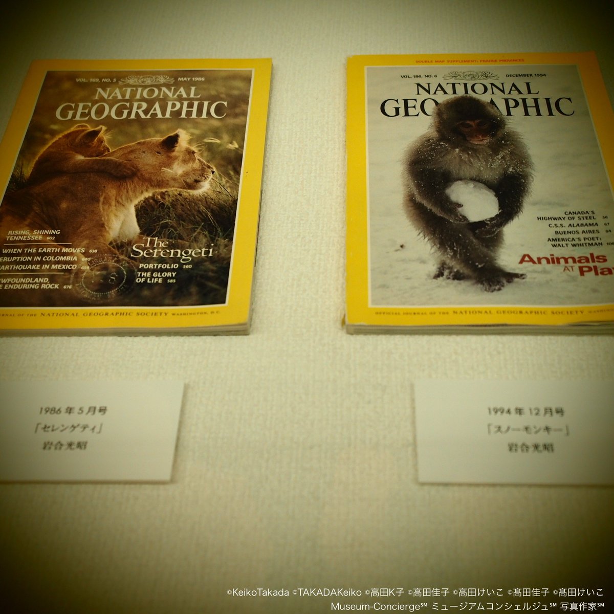 Museumconcierge 道立帯広美術館ミュージアムコンシェルジュ高田佳子 写真作家高田k子 北海道立帯広美術館 お子様無料 じつは今までに ナショナル ジオグラフィック の表紙を飾った日本人写真家は 岩合光昭さん だけなのです 凄 T Co Museumconcierge 道立帯広美術館ミュージアムコンシェルジュ高田佳子 写真作家高田k子 北海道立帯広美術館 お子様無料 じつは今までに ナショナル ジオグラフィック の表紙を飾った日本人写真家は 岩合光昭さん だけなのです 凄 T Co