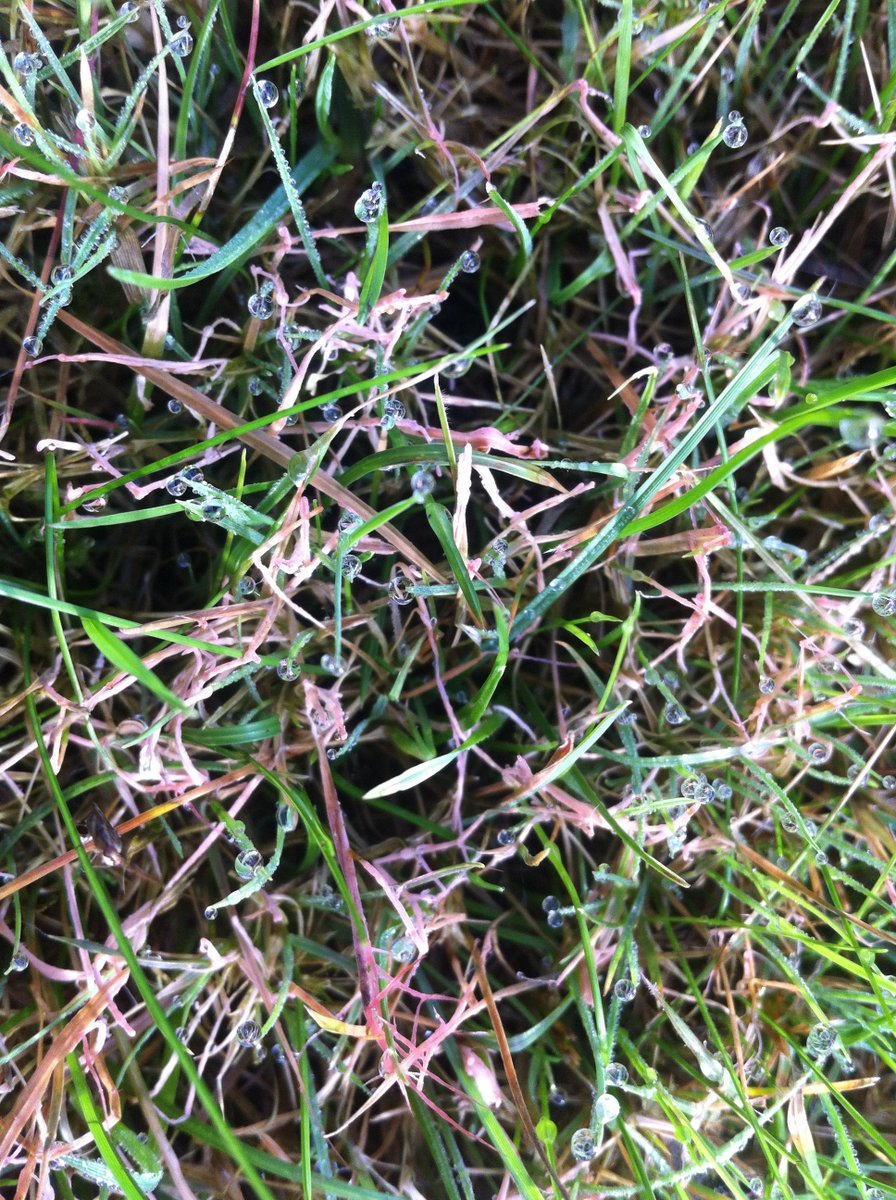 dhedges_gower's tweet photo. Now is the time when βred threadβ can be prominent, not always due to lack of fertility, but also due to extreme climatic conditions.
Treat with a fungicide, (applied by a professional-to cure it) or apply a liquid #mosskiller (Fe) to halt it in its tracks! #lawn #redthread https://t.co/hwnziHpGaO