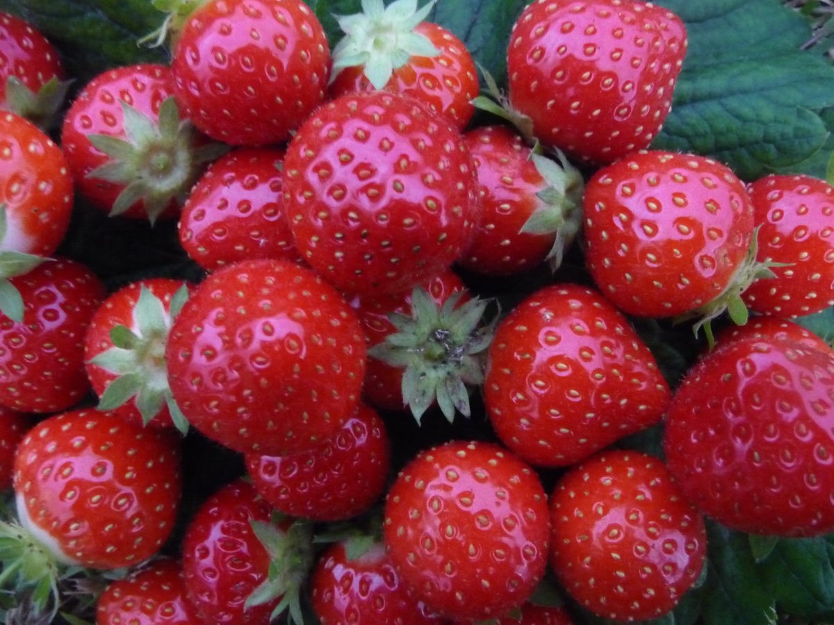 WashFarm's tweet photo. Something to do this Sunday: #STRAWBERRY PICKING @WashFarm (10am-3pm). Website will be updated if running short before closing time. Bring own containers!  https://t.co/GsTmMSIZ1F https://t.co/9YQoK74Qn6